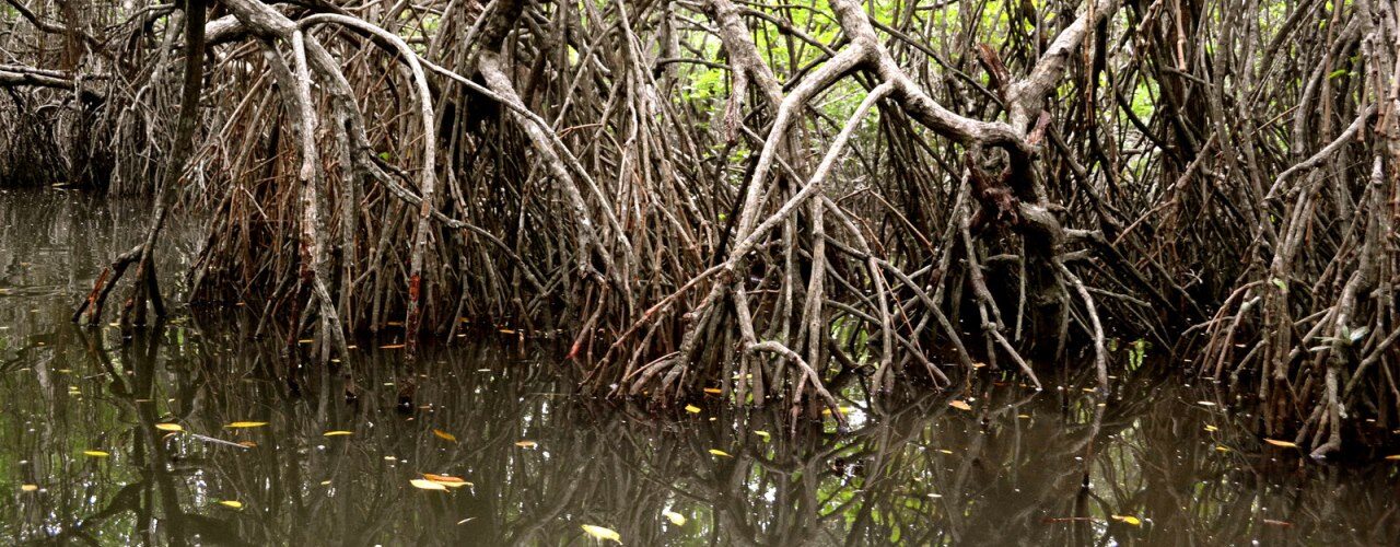 Mangrove