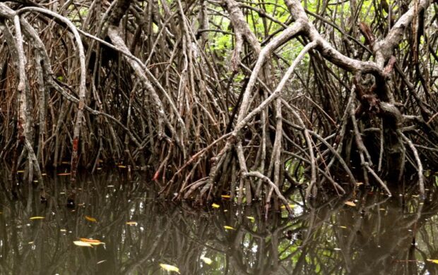 Mangrove