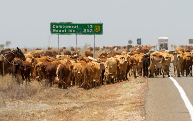 Queensland cows