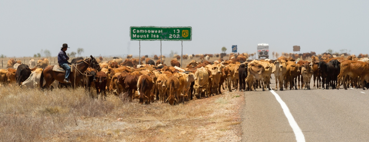 Queensland cows