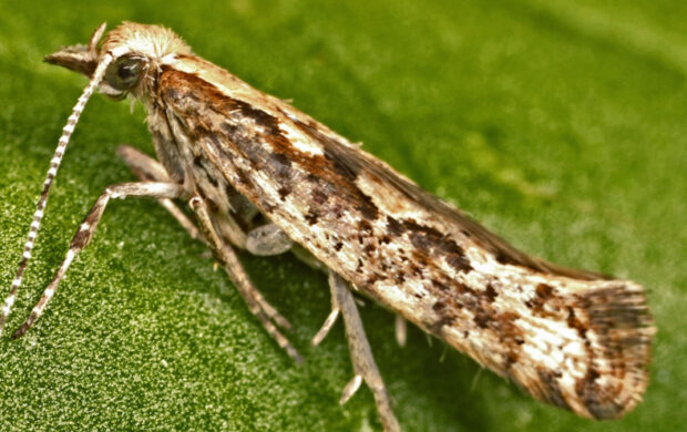 diamondback moth