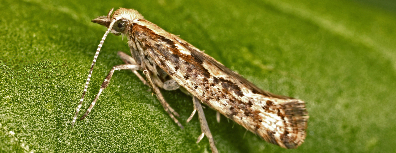 diamondback moth