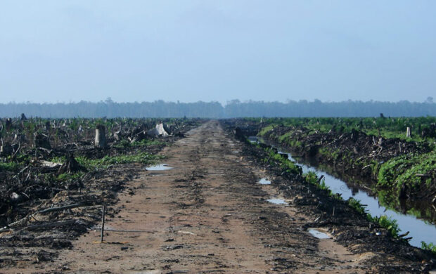 tfci-palm-deforested - Union of Concerned Scientists