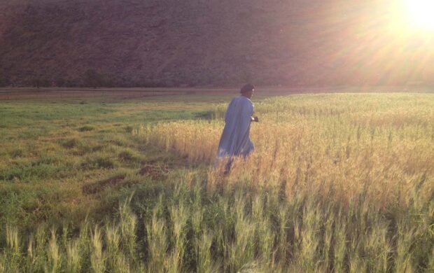 18 Farmers growing durum in the oasis