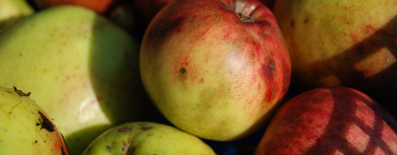 bruised apples
