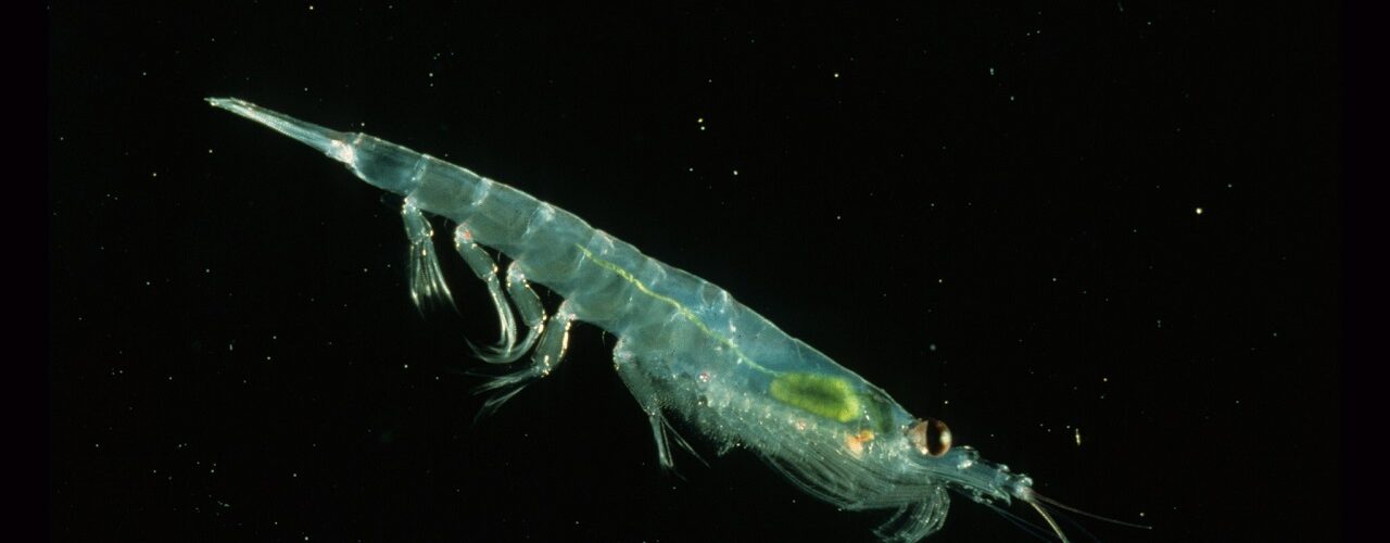 krill