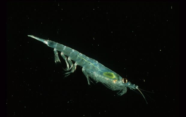 krill