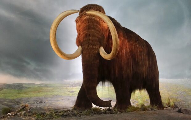 mammoth