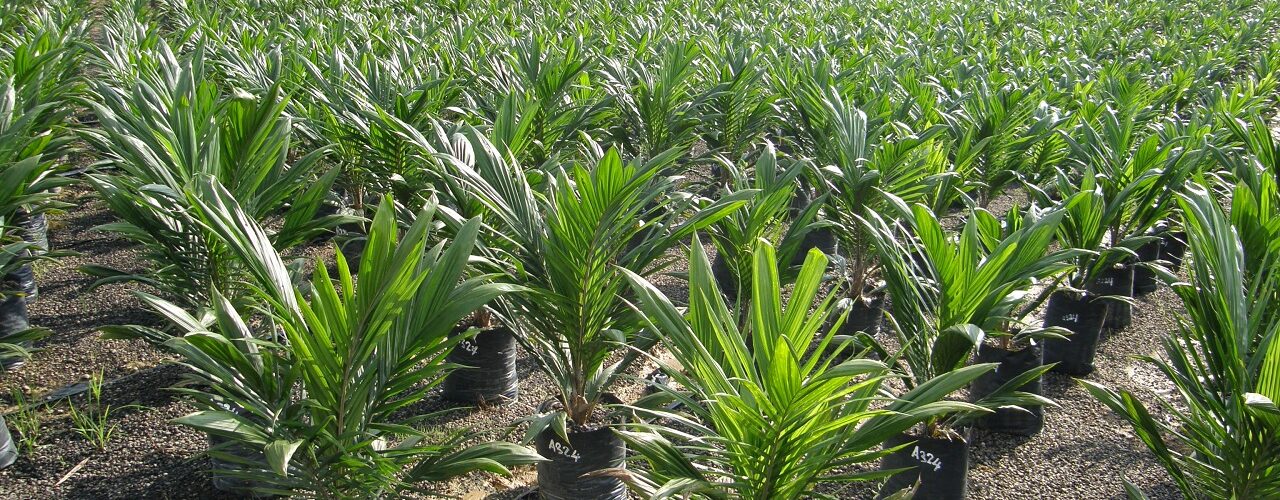 palm plantation