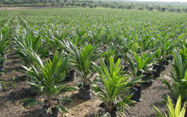 palm plantation