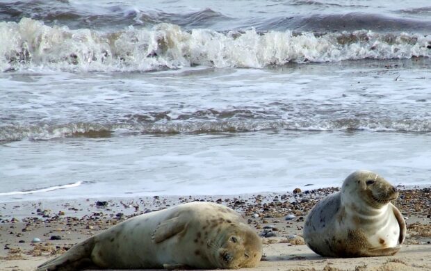 seals