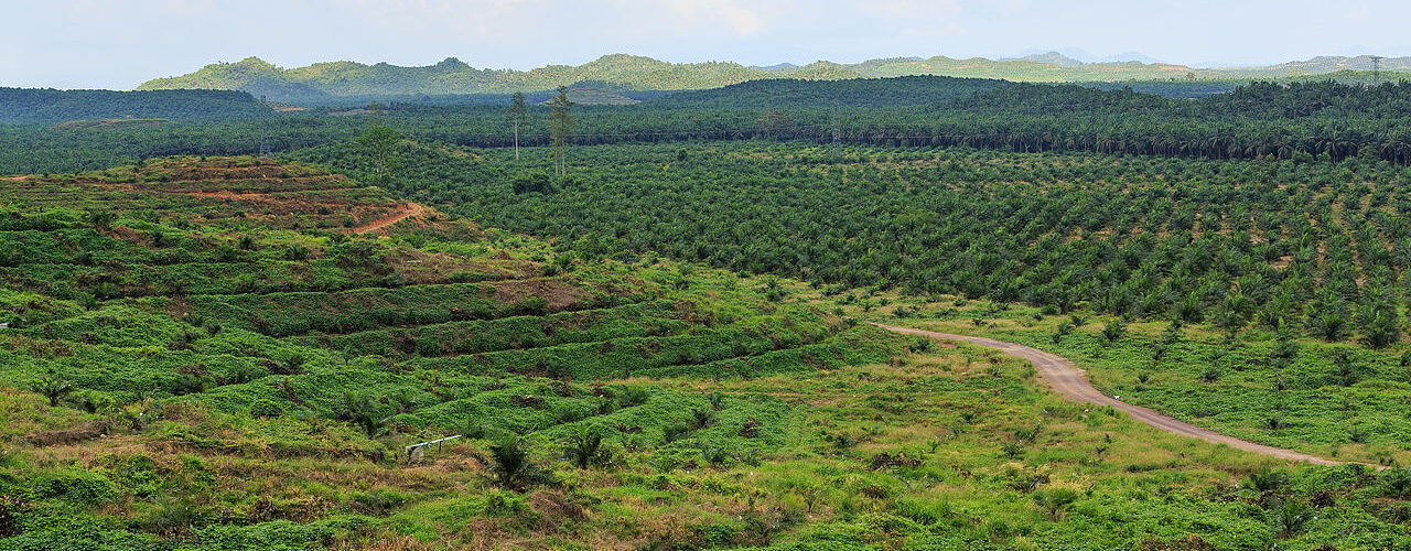 Palm oil plantation - Wikimedia