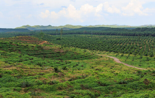 Palm oil plantation - Wikimedia