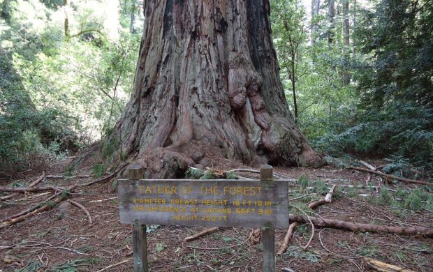 CaliforniaRedwood - Wikimedia