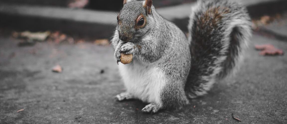 Grey Squirrel by Pranay Pareek