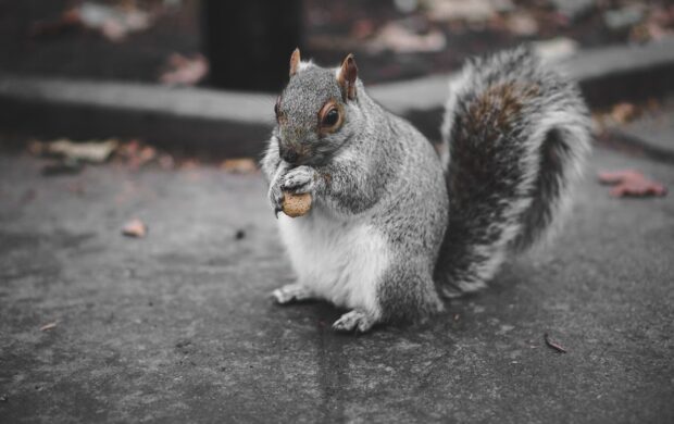 Grey Squirrel by Pranay Pareek