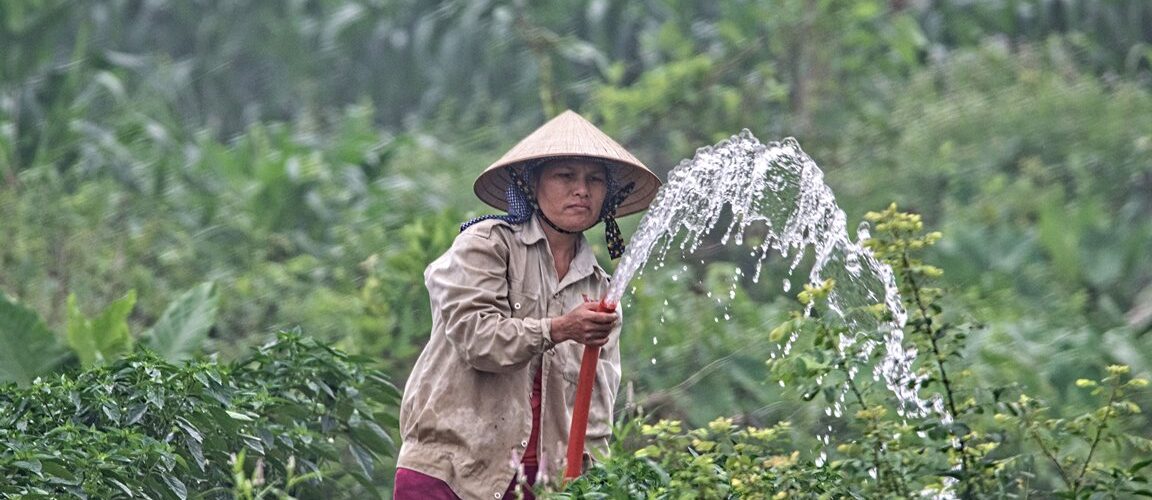 Chinese Farming by Steve Douglas