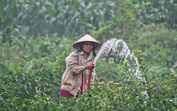 Chinese Farming by Steve Douglas