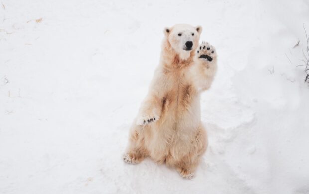 Polar Bear by Menlong Bao