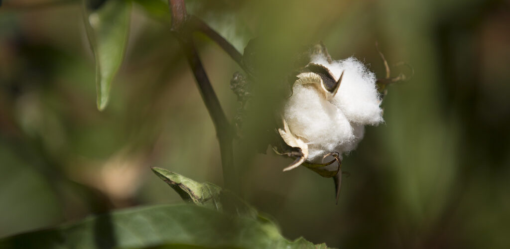 cotton