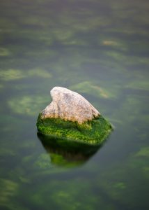 gray rock on green water