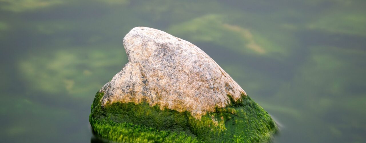 gray rock on green water