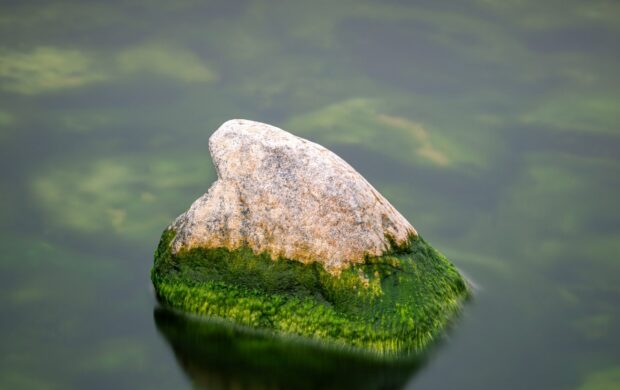 gray rock on green water