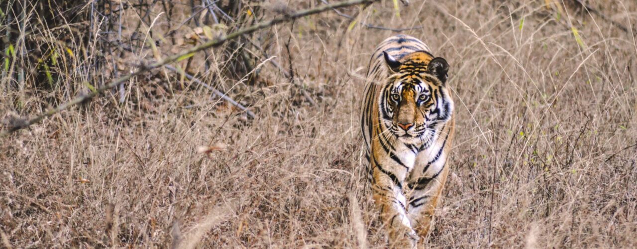 adult tiger walking on brown grass