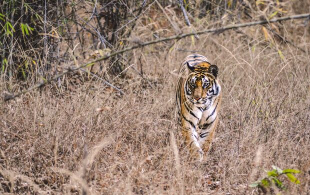 adult tiger walking on brown grass