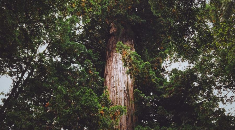 landscape photography of green tree