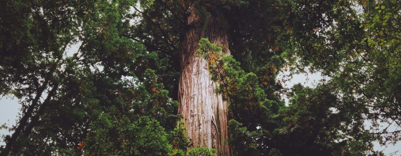 landscape photography of green tree