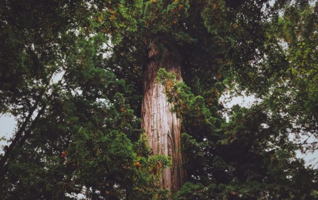 landscape photography of green tree