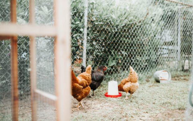 three brown and black hens with gray metal fence at daytime