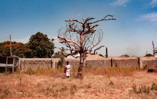 boy standing near bare-tree during daytime