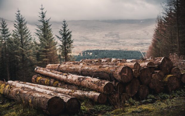 cut wood log lot