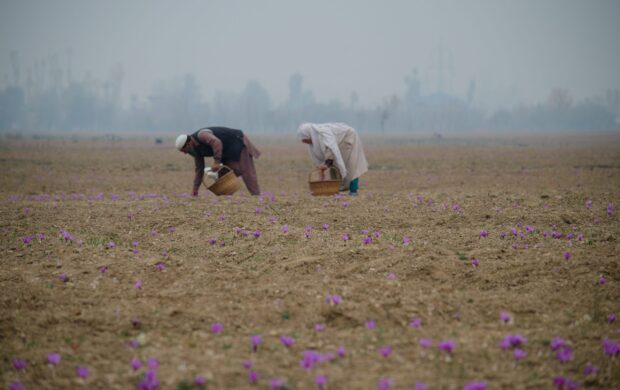 man picking lavender