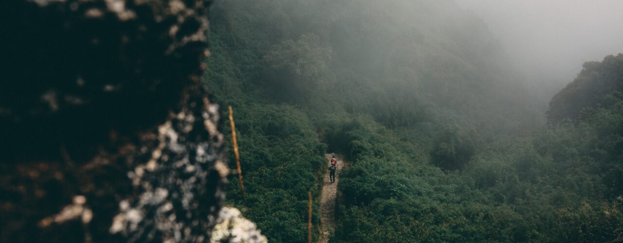 person standing between trees