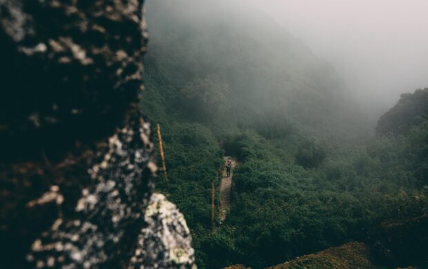 person standing between trees