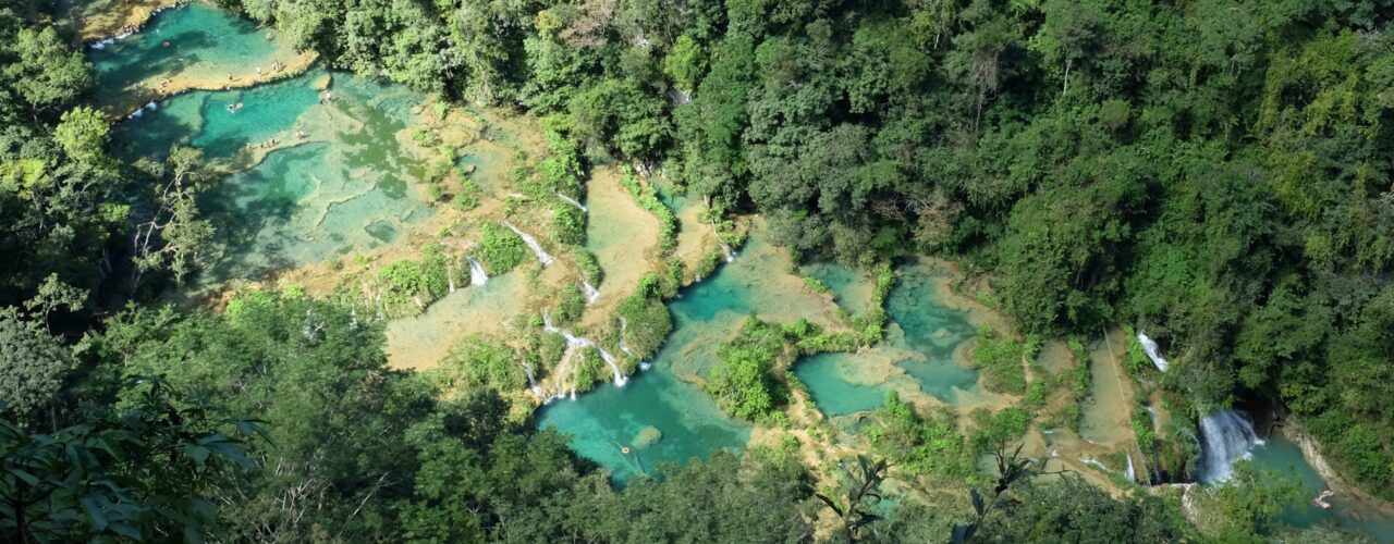 aerial view of green trees