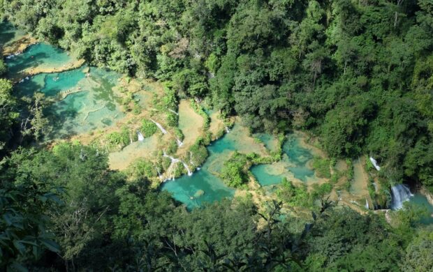 aerial view of green trees