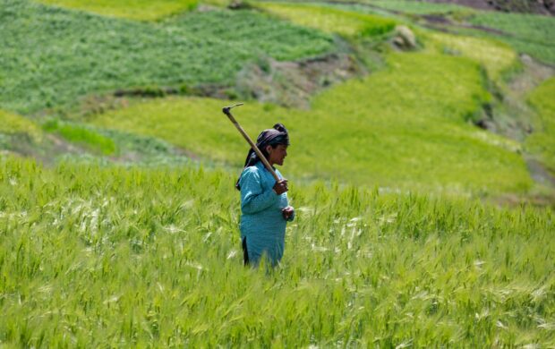 person holding hoe on grass land