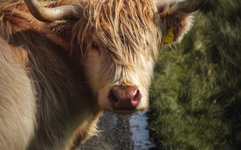 brown cow