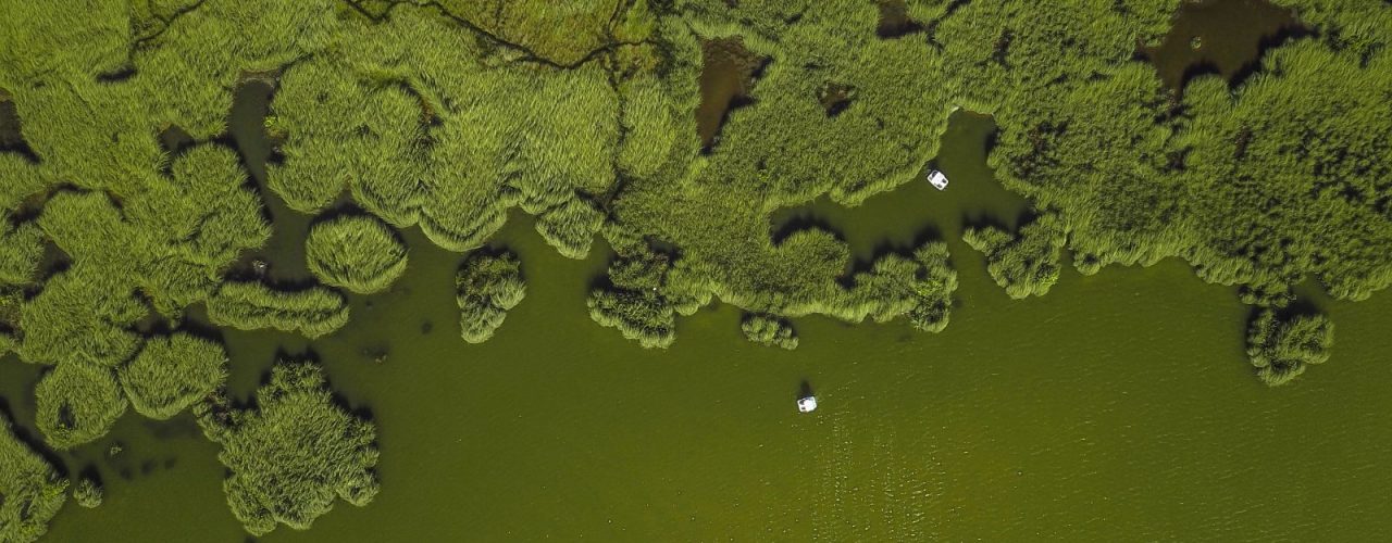 aerial view of forest
