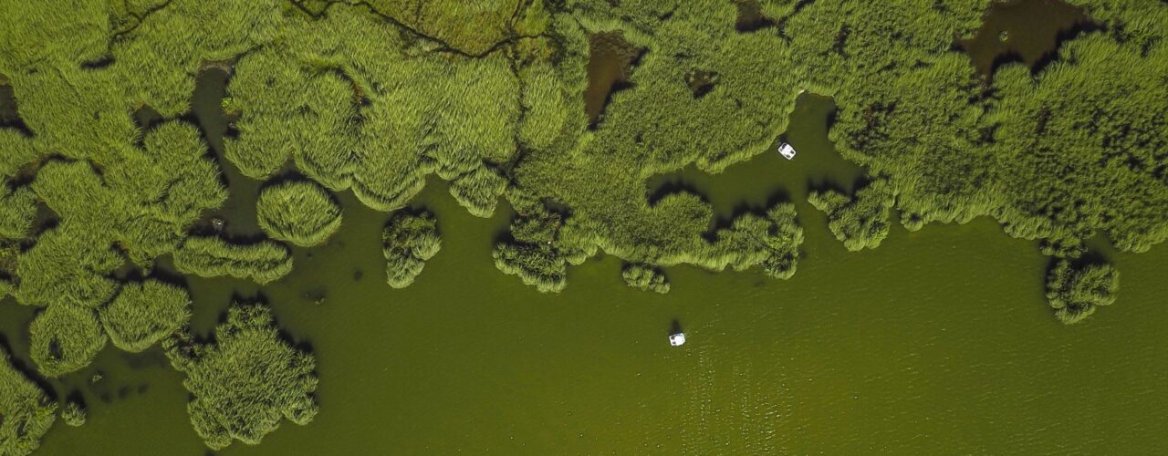 aerial view of forest