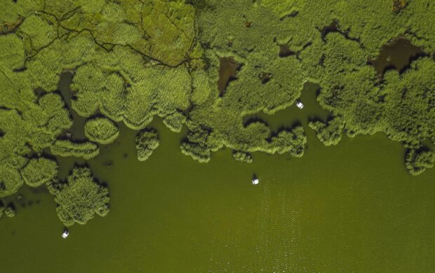 aerial view of forest