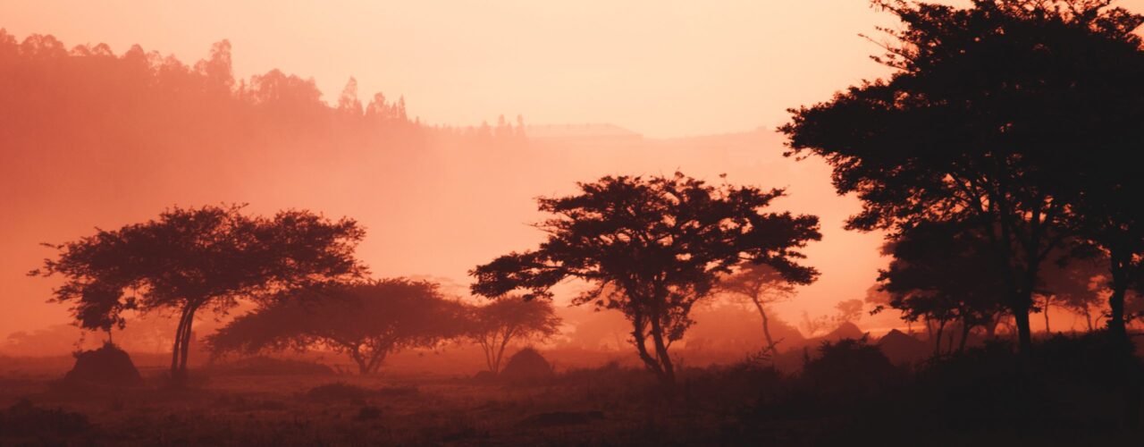 landscape of trees and mountain