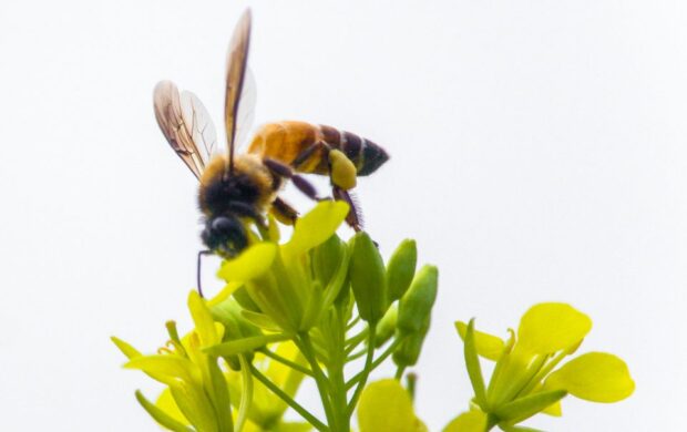 bee perched on yellow-petaled flower