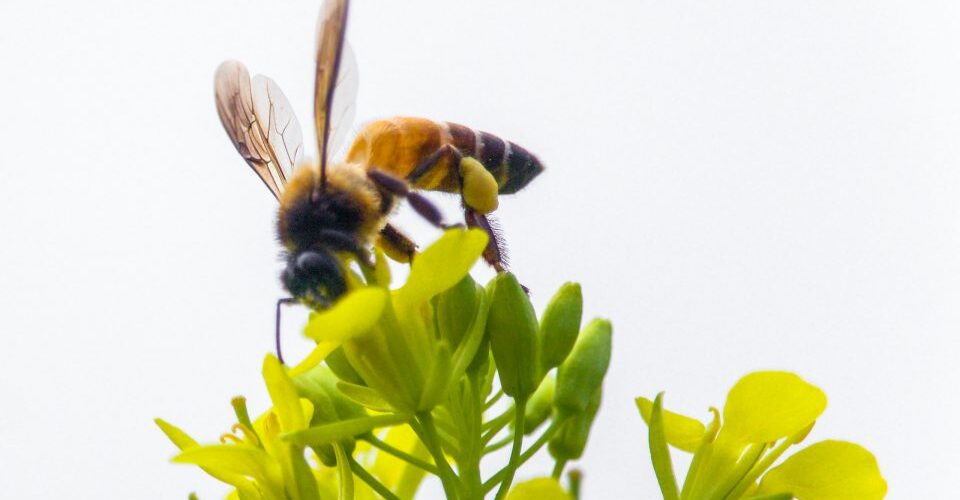 bee perched on yellow-petaled flower