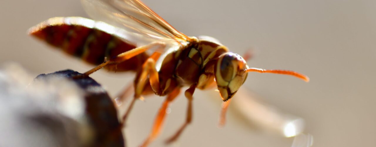 brown fly close-up photography