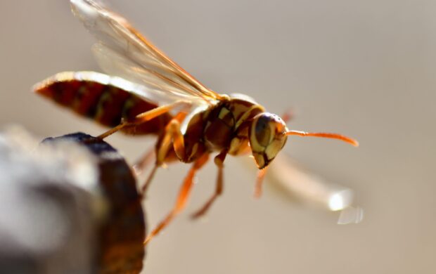 brown fly close-up photography